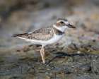 Perfectly formed feathers of a Wilsons plover highlight this winter-time plumage. Art Print